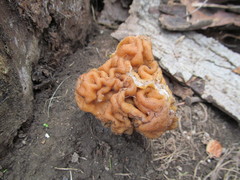 Gyromitra korfii