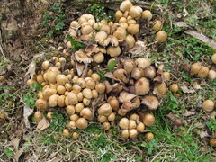 Coprinellus micaceus