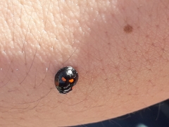 Exochomus quadripustulatus