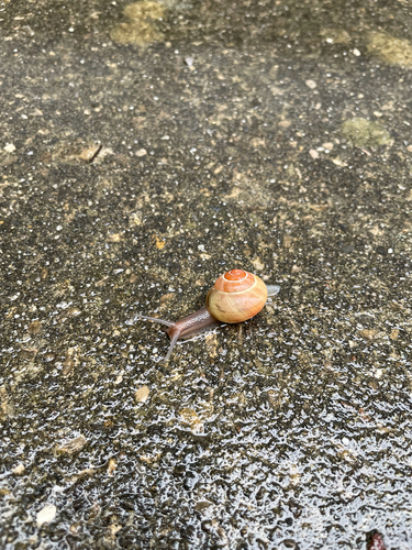Cepaea