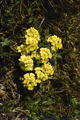 Chorispora macropoda