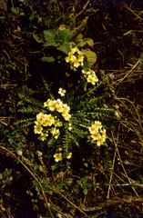 Chorispora macropoda, photograph (c) Oleg Kosterin, some rights reserved (CC BY)