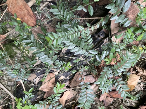 Ventilago elegans, photograph 2