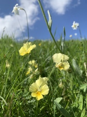Viola eugeniae, photograph (c) Manuela Fiorini, some rights reserved (CC BY)
