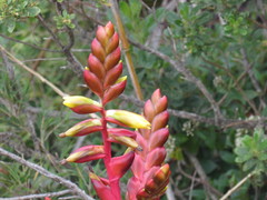 Vriesea itatiaiae