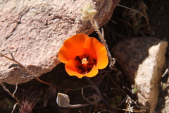 Calochortus kennedyi