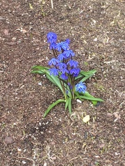 Scilla siberica
