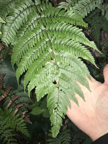 Dryopteris nipponensis iNat (2)