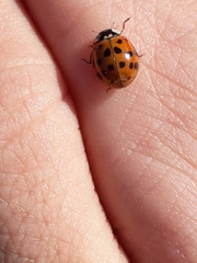 Harmonia axyridis