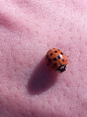 Harmonia axyridis