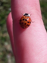 Harmonia axyridis