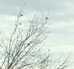 Spizelloides arborea