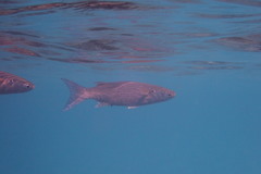 Crenimugil crenilabis