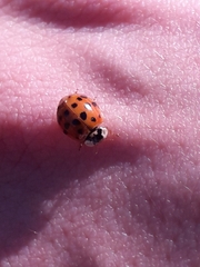 Harmonia axyridis