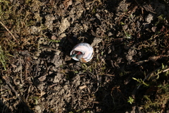 Chrysura trimaculata