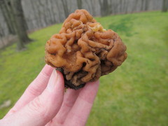 Gyromitra korfii