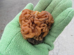 Gyromitra korfii