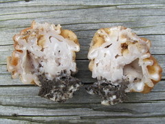 Gyromitra korfii