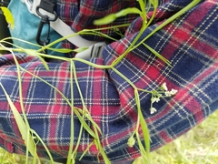 Limnosciadium pumilum