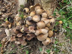 Coprinellus micaceus