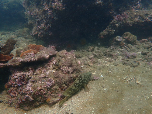 Epinephelus erythrurus observed 2026-03-13