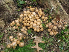 Coprinellus micaceus