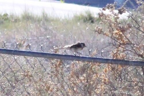 Northern Mockingbird