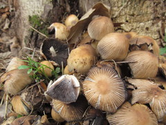 Coprinellus micaceus