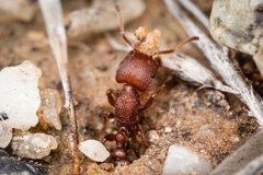 Pogonomyrmex pima