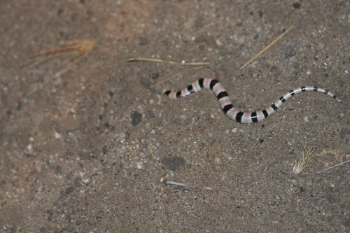 Photo of a Resplendent Shovel-nosed Snake (Sonora annulata)