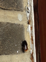 Osmia cornuta