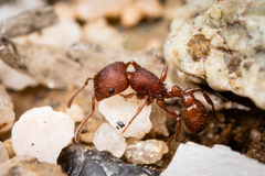 Pogonomyrmex pima