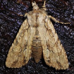 Lithophane disposita