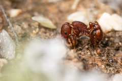 Pogonomyrmex pima