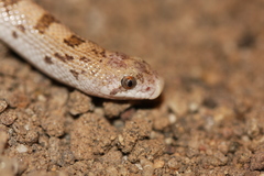 Phyllorhynchus decurtatus