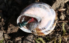 Chrysura trimaculata