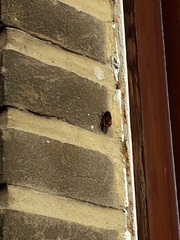 Osmia cornuta
