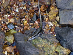Emoia atrocostata