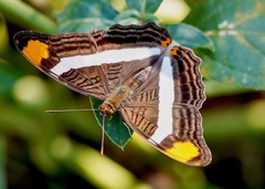 Adelpha fessonia
