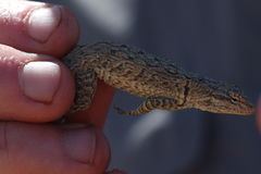 Urosaurus graciosus