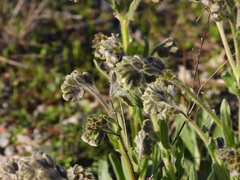 Cynoglossum clandestinum, photograph Duarte Frade, CC BY, iNaturalist via GBIF