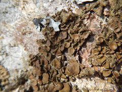 Melanohalea exasperata