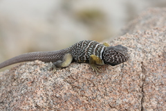 Crotaphytus vestigium