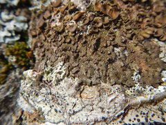 Melanohalea exasperata