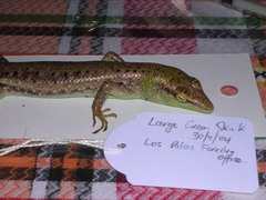 Lamprolepis smaragdina