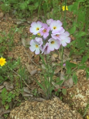 Leptosiphon montanus