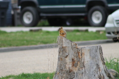 Sciurus niger