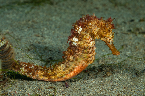 Stekelig zeepaardje (Hippocampus spinosissimus) — Syngnathidae