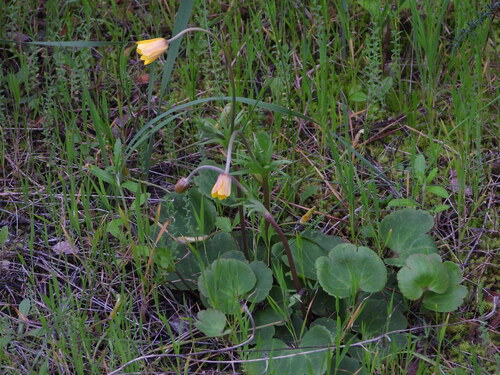 Anemone palmata