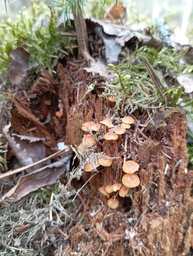 False Enoki